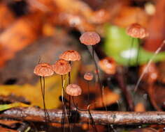 Image of Marasmius crinis-equi F. Muell. ex Kalchbr. 1880