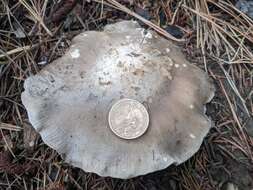 Image of Clitocybe glacialis Redhead, Ammirati, Norvell & M. T. Seidl 2000