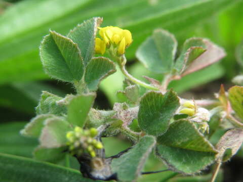 Image of black medick