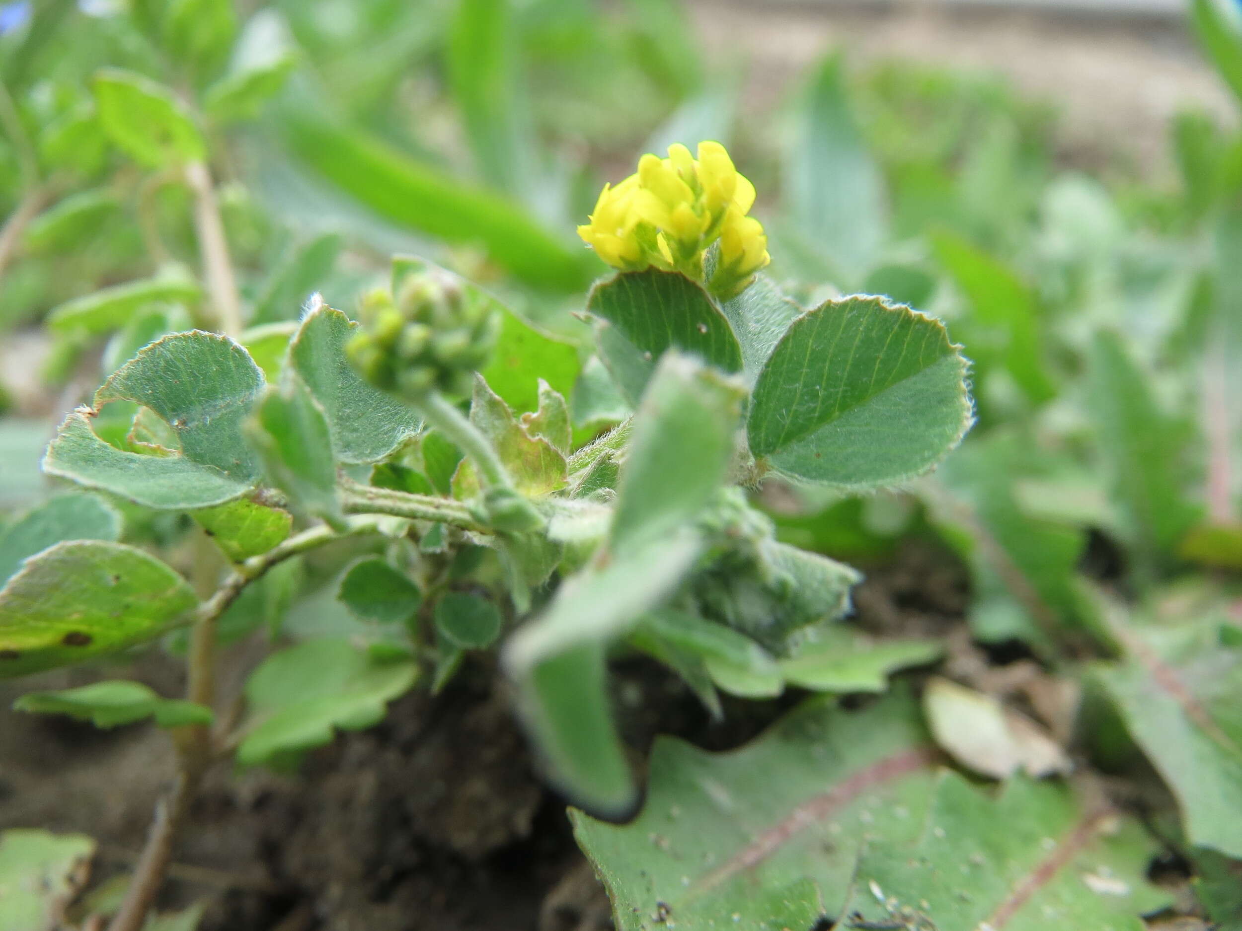 Image of black medick