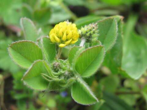 Image of black medick