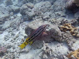 Image of Mexican hogfish