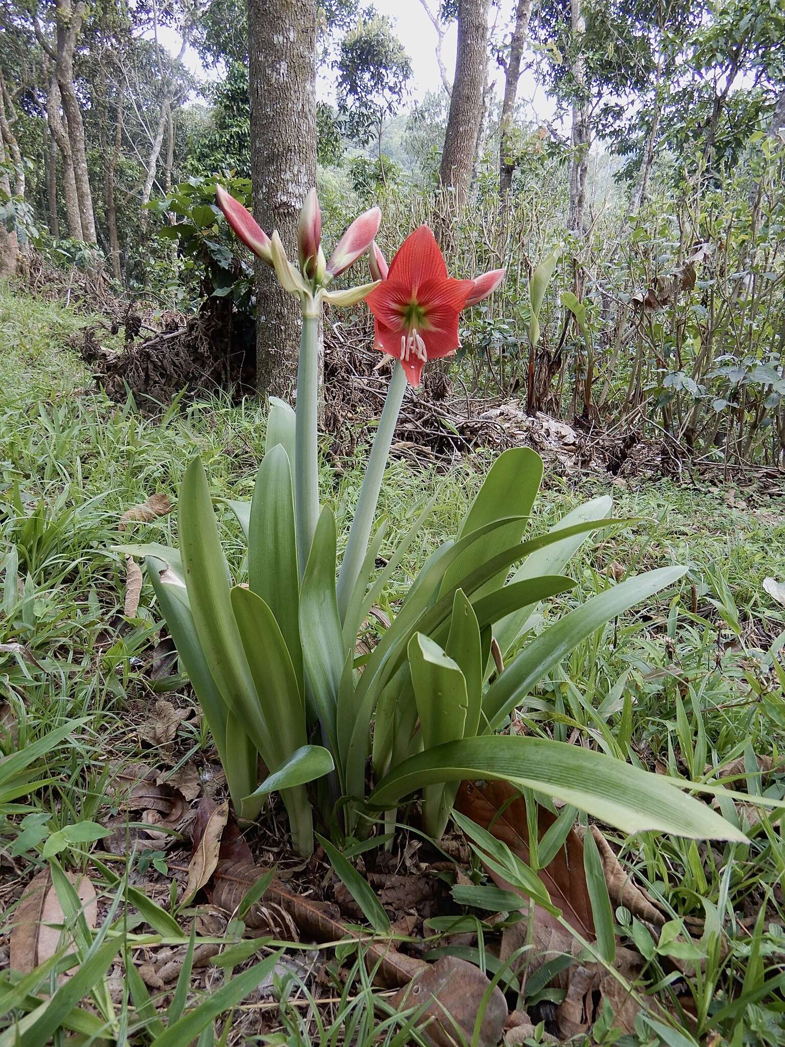 Imagem de Hippeastrum reginae (L.) Herb.