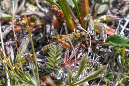 Слика од Buckellacris chilcotinae (Hebard 1922)