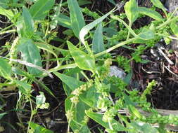 Atriplex nudicaulis Boguslaw的圖片