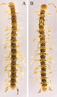 Image of dragon millipedes