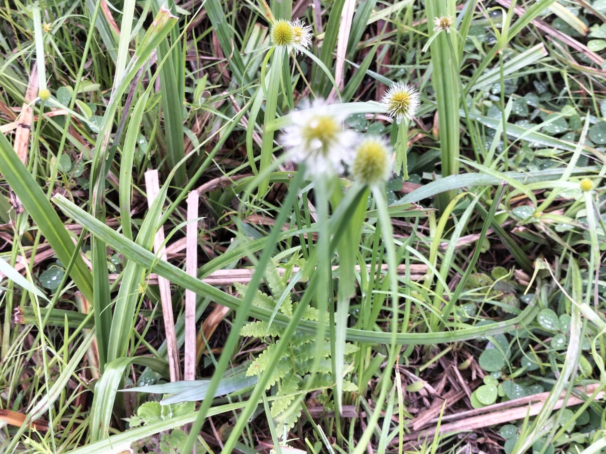 Image of Cyperus erectus (Schumach.) Mattf. & Kük.