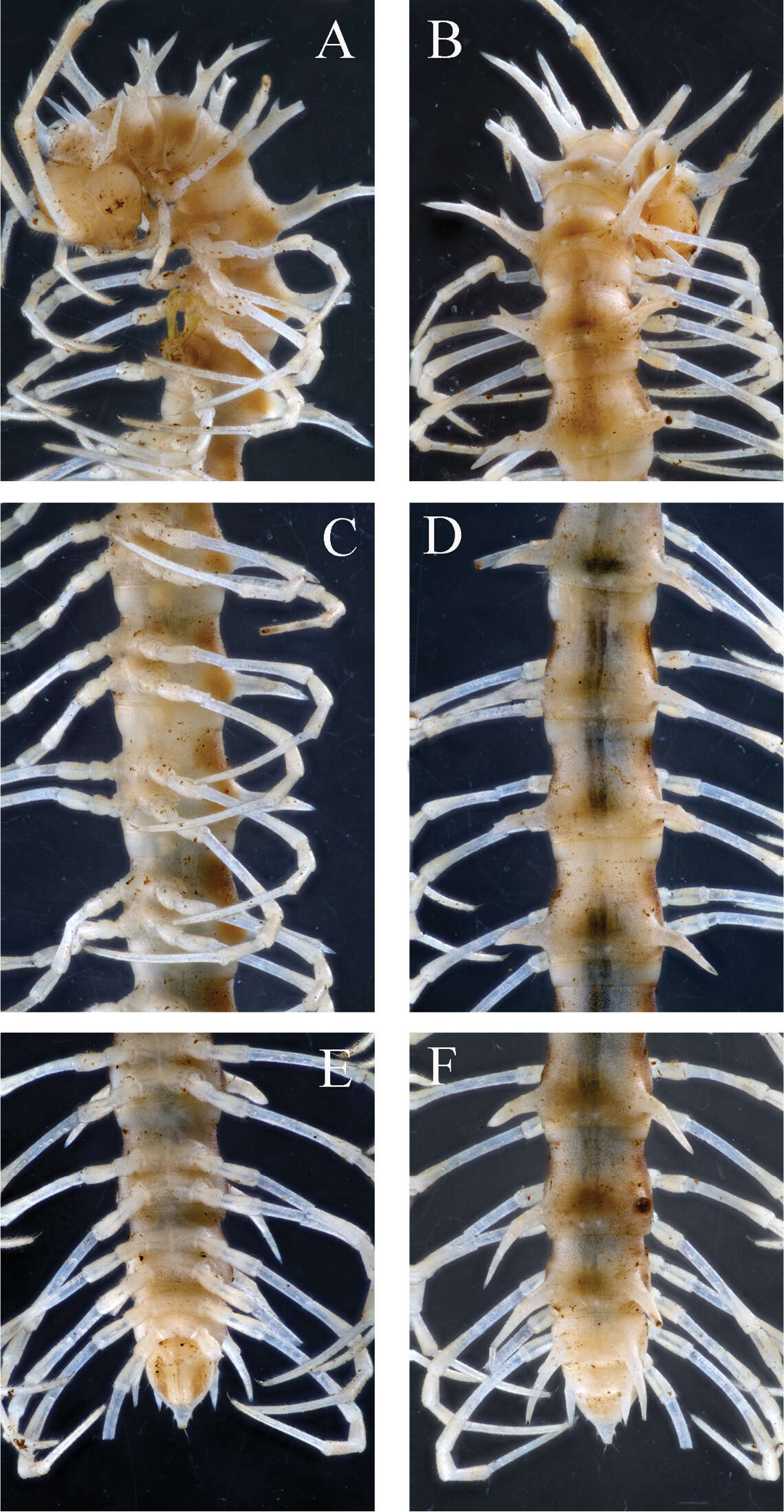 Image of dragon millipedes