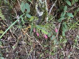 Image of Airplant