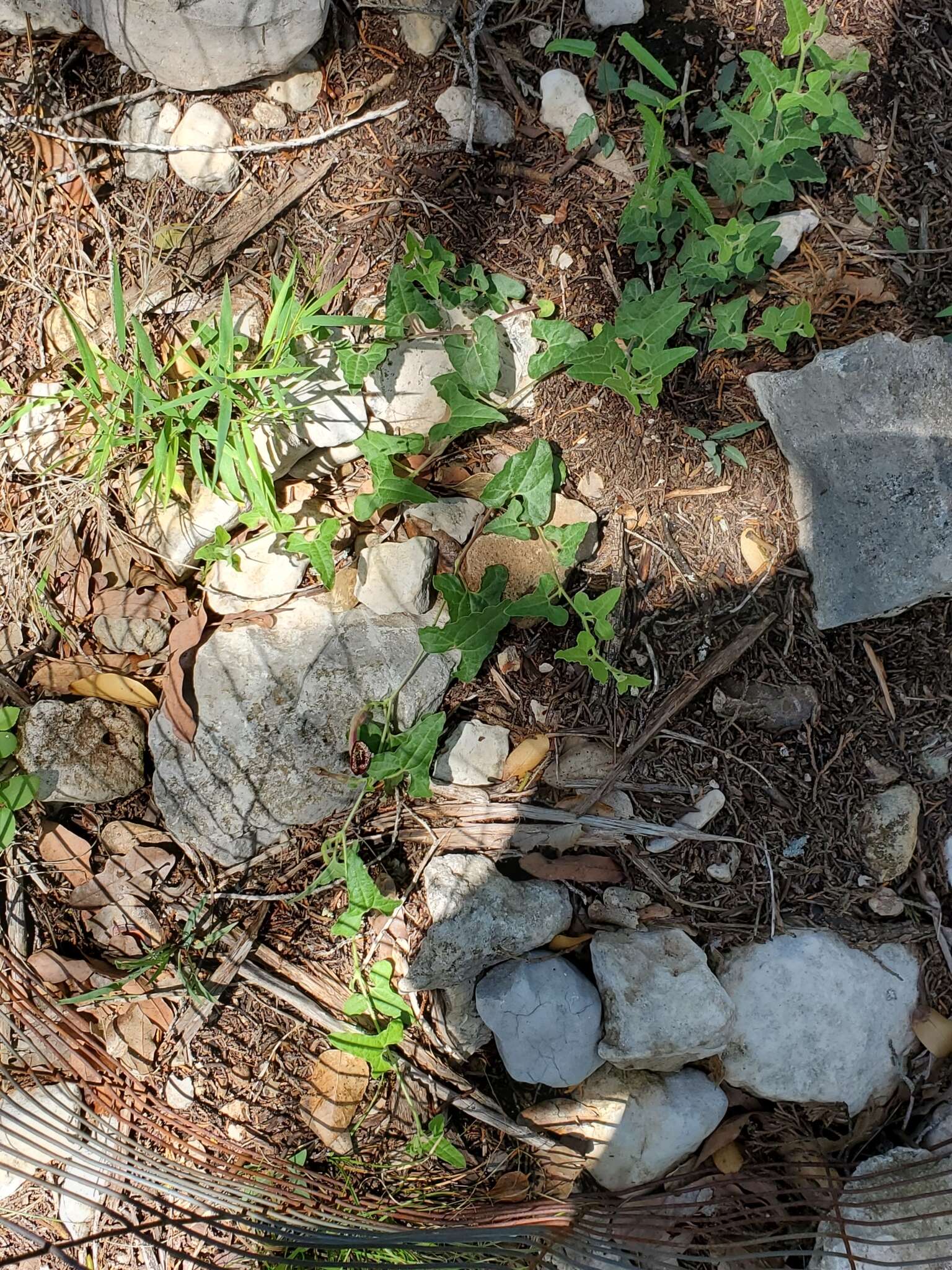 Image of Cory's dutchman's pipe