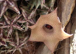 Ceropegia clavigera subsp. clavigera的圖片