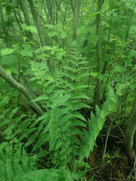 Sivun Dryopteris uliginosa (A. Br. ex Döll) O. Kuntze ex Druce kuva