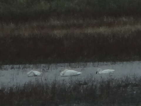 Image of Trumpeter Swan