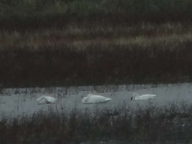 Image of Trumpeter Swan