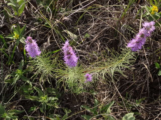 Слика од Liatris punctata Hook.