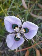 Image of Peacock moraea