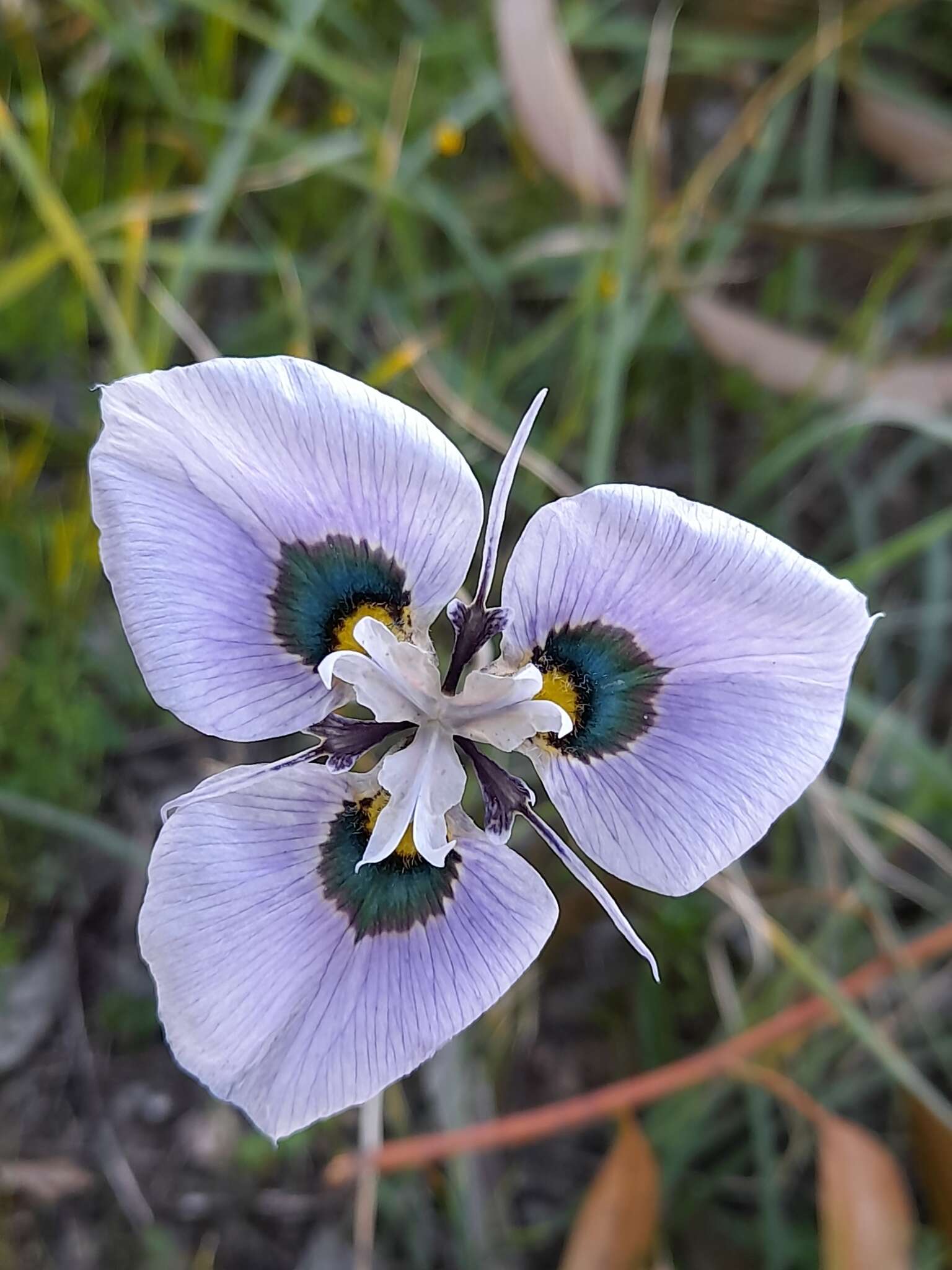 Image of Peacock moraea