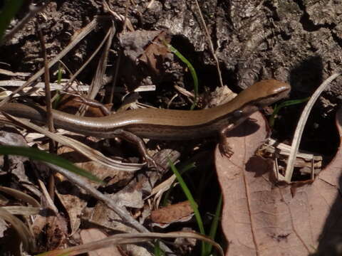 Image of Common Five-lined Skink