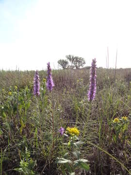 Слика од Liatris punctata Hook.