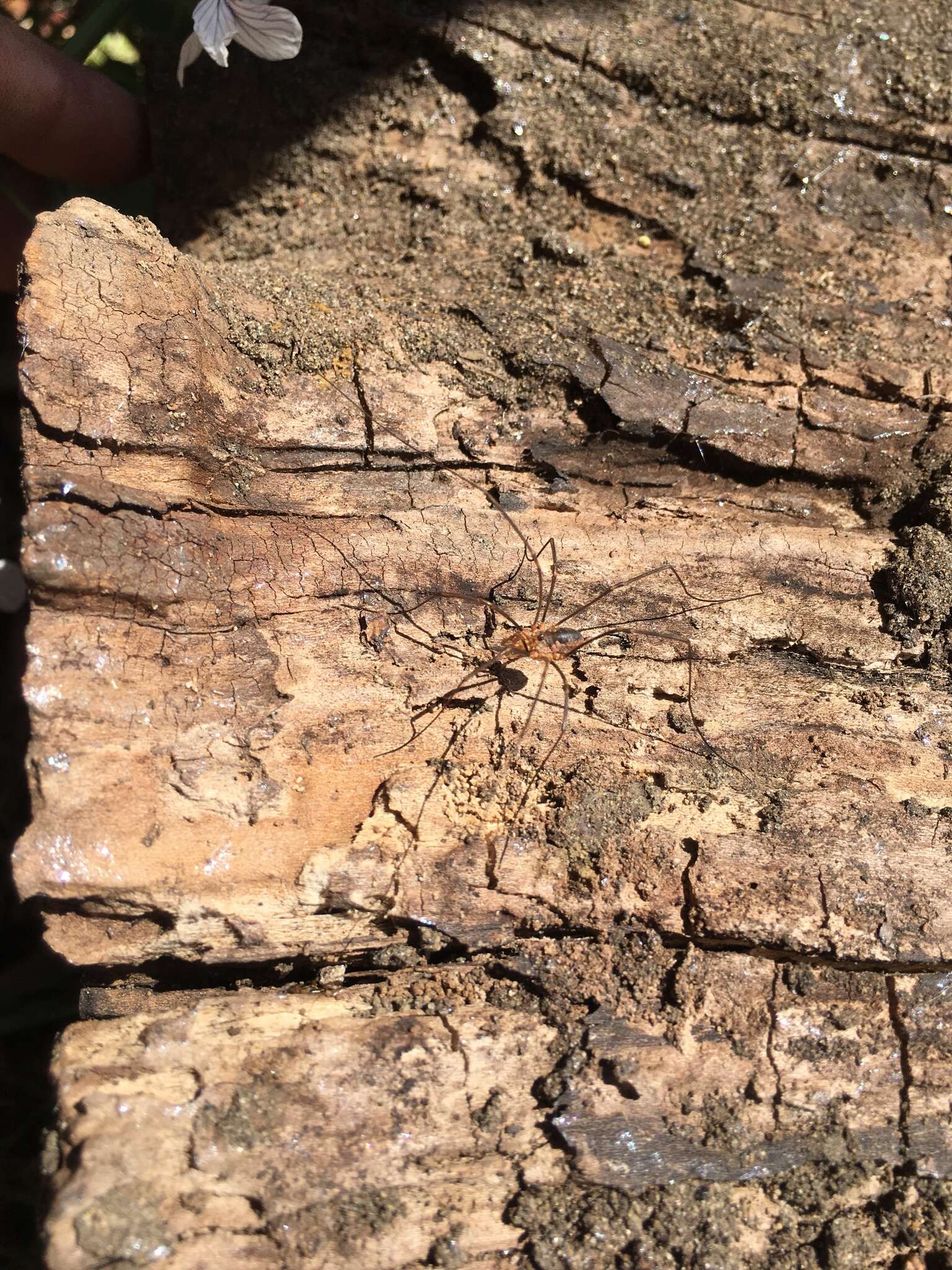 Image of Phalangium