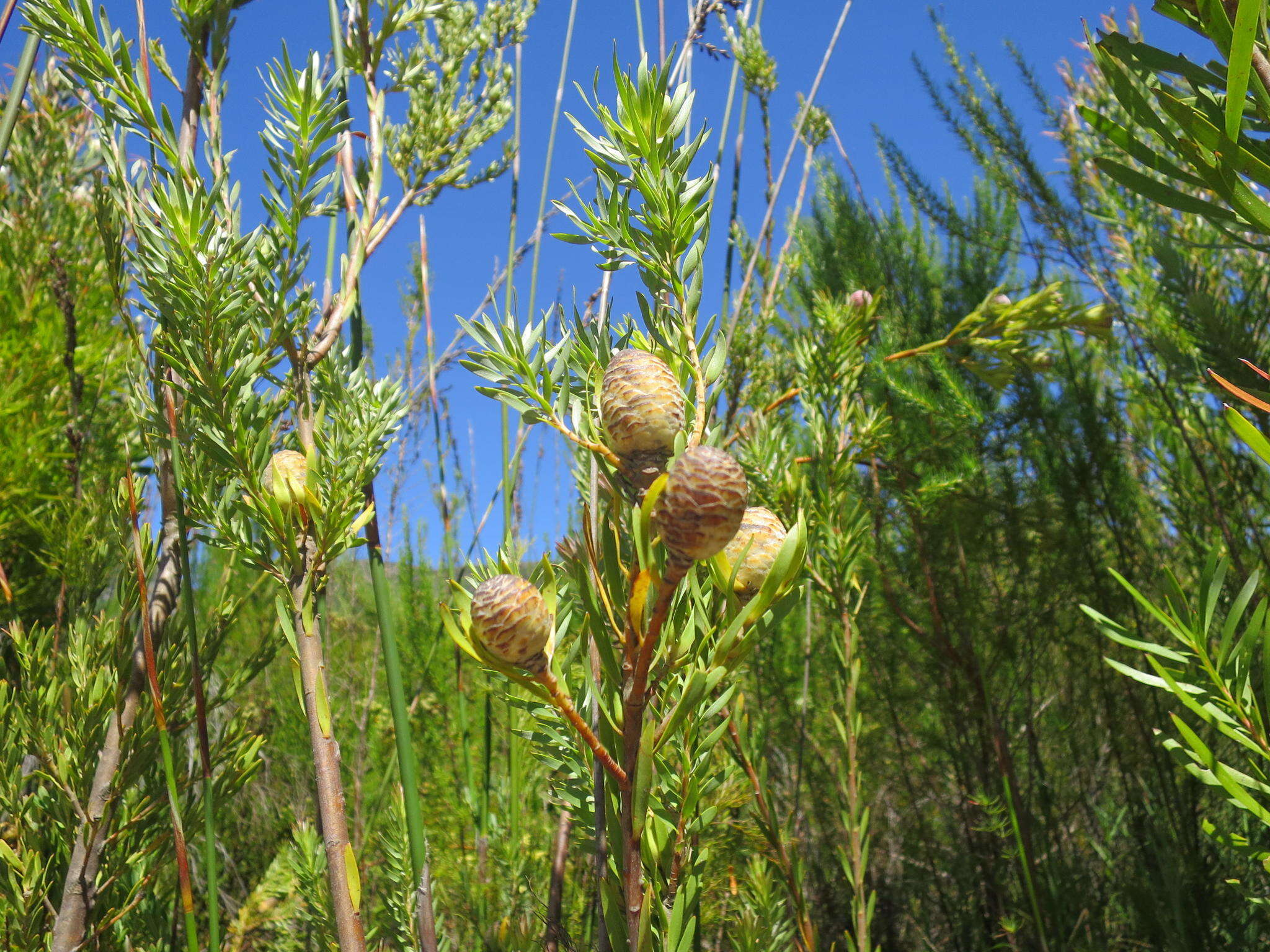 Image of Leucadendron uliginosum subsp. glabratum I. J. M Williams