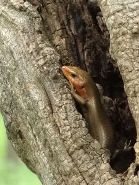 Image of Broad-headed Skink