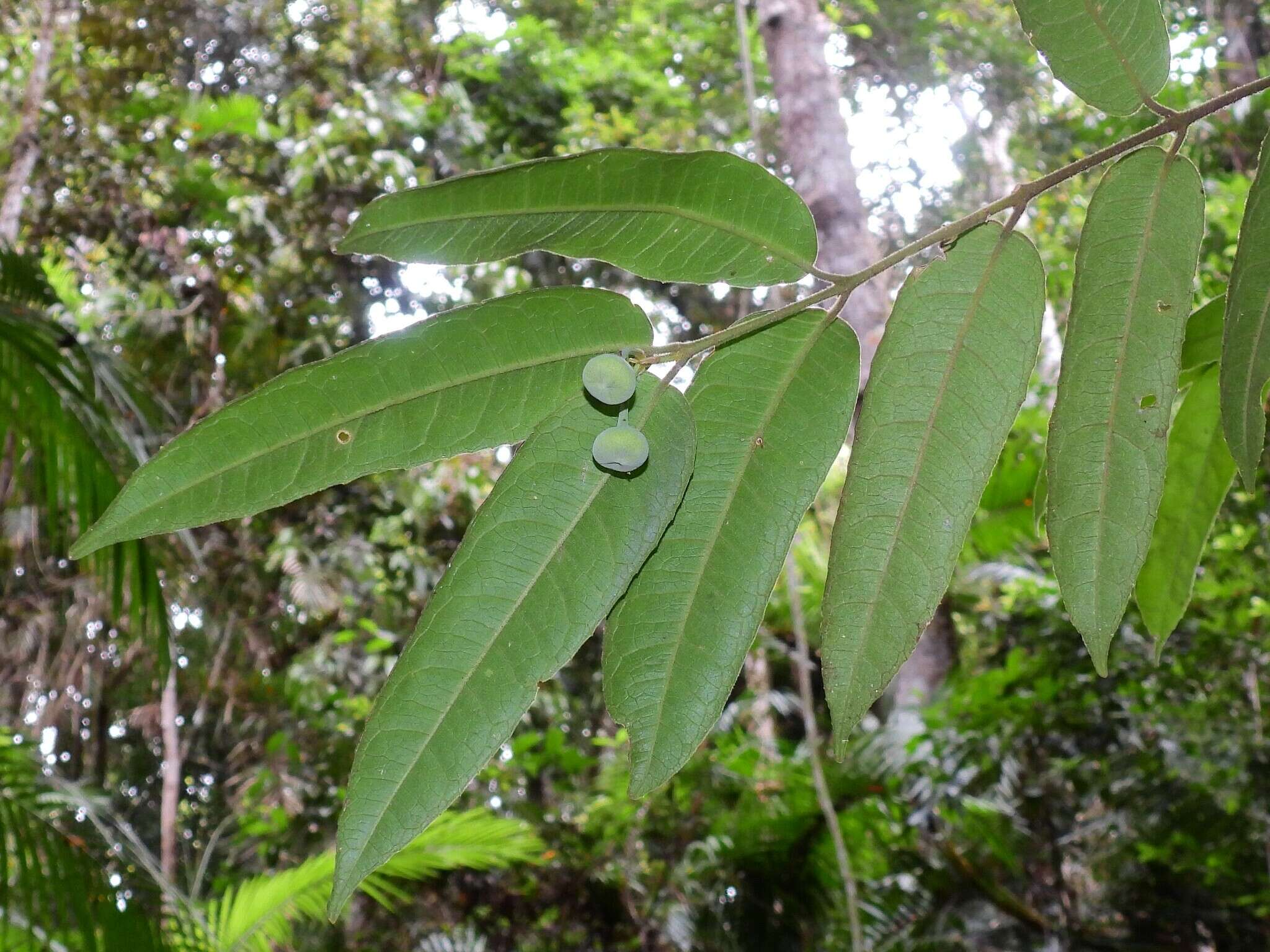 Austromatthaea elegans L. S. Smith的圖片