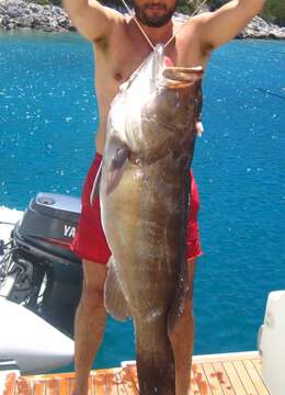 Image of White Grouper