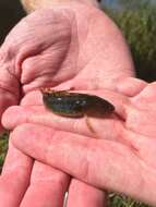 Image of California Tiger Salamander