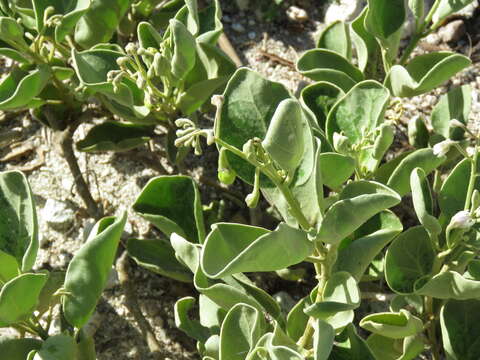 Image de Solanum nelsonii Dun.