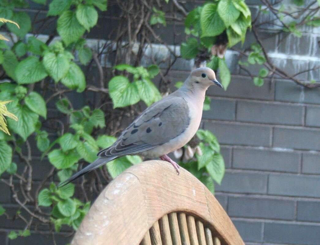 Image of American Mourning Dove