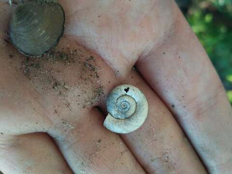 Image of Ram's Horn Snail