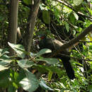 Image of White-winged Guan