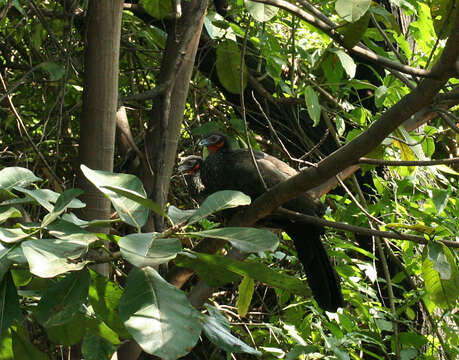 Image of White-winged Guan