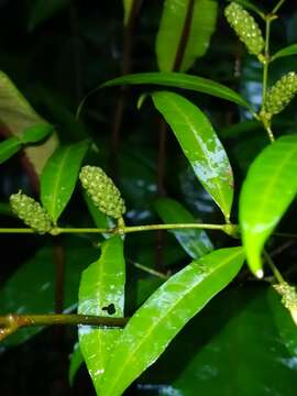 Image of Piper eucalyptifolium Rudge