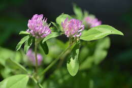 Image of Red Clover