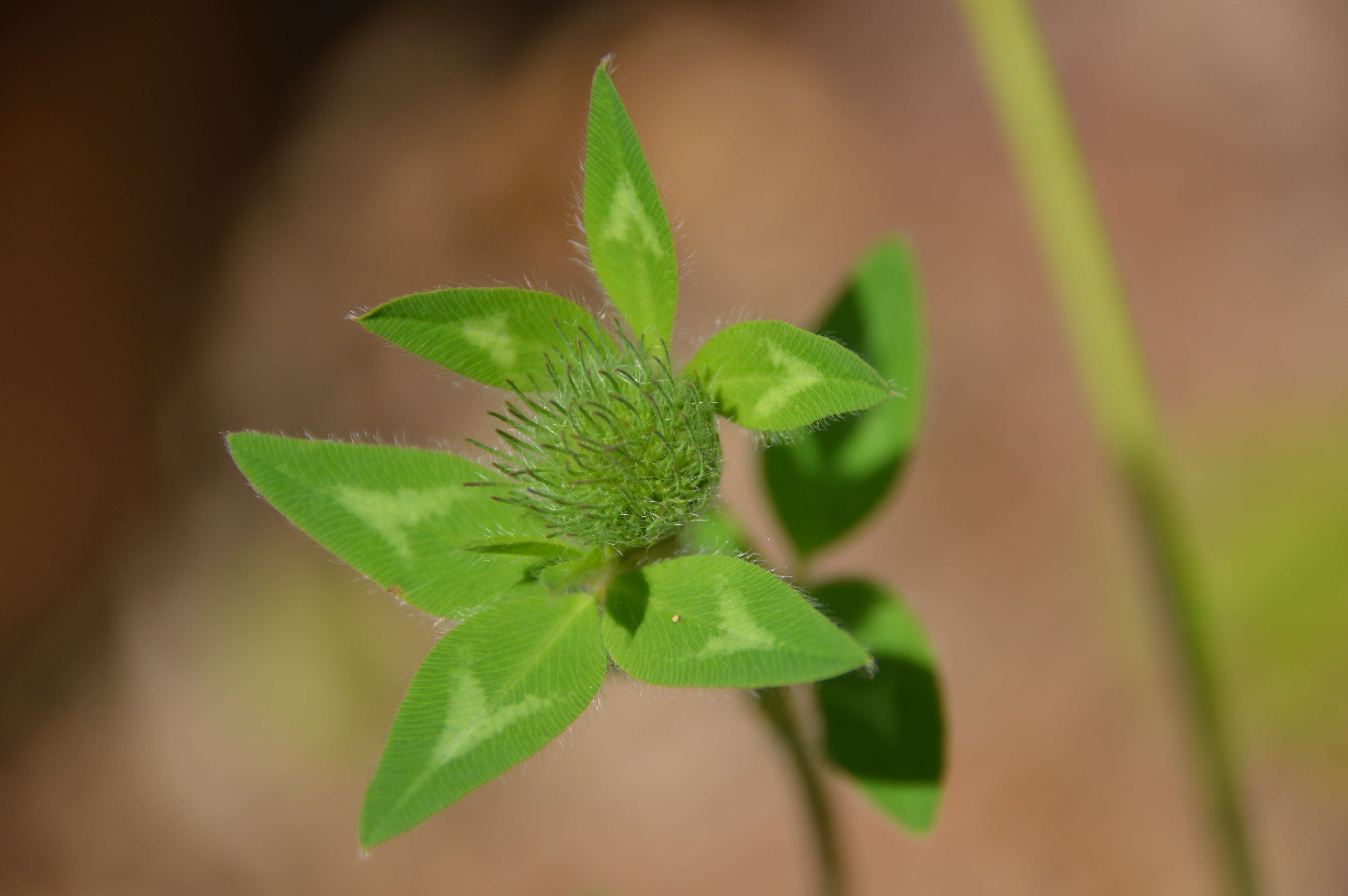 Image of Red Clover