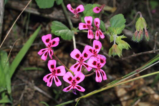 Image of Pelargonium echinatum Curt.