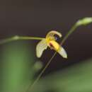 Слика од Bulbophyllum tenuifolium (Blume) Lindl.