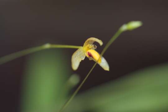 Bulbophyllum tenuifolium (Blume) Lindl.的圖片