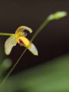 Image of Bulbophyllum tenuifolium (Blume) Lindl.