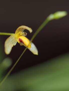 Imagem de Bulbophyllum tenuifolium (Blume) Lindl.