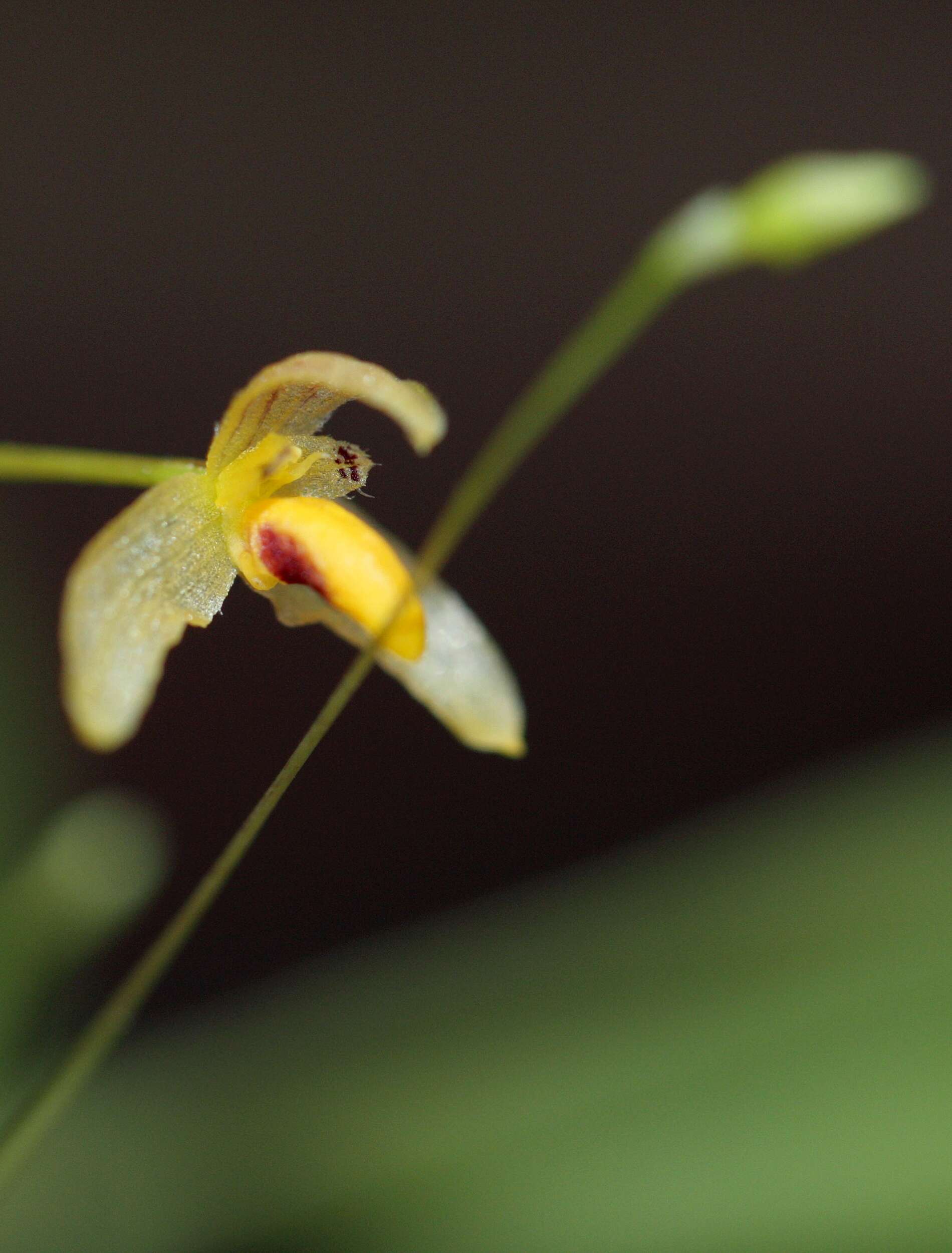 Image of Bulbophyllum tenuifolium (Blume) Lindl.