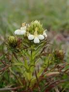 Image of San Francisco owl's-clover