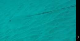 Image of Longtail Stingray