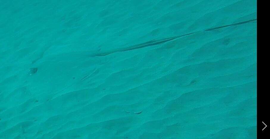 Image of Longtail Stingray