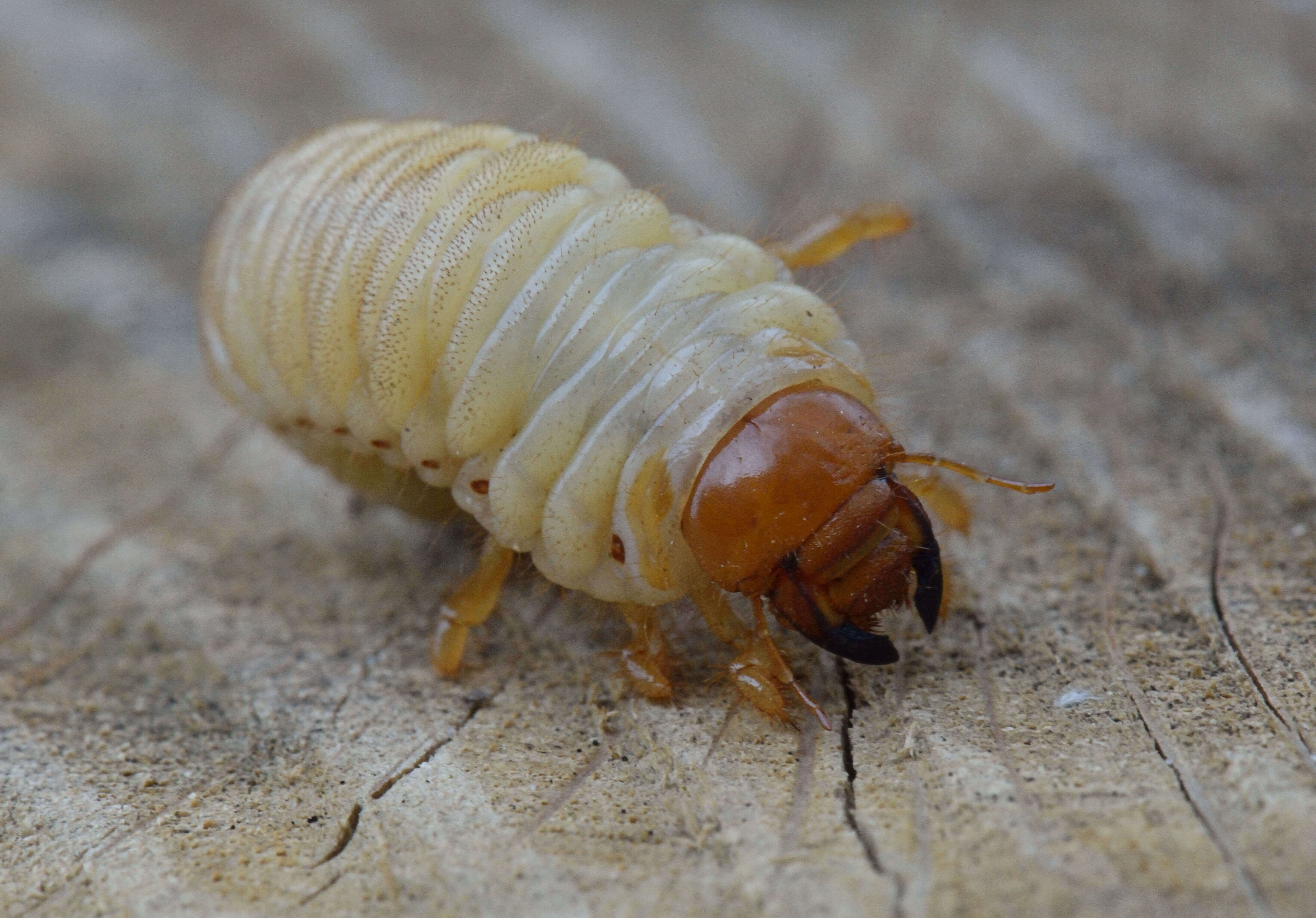 Image of Common cockchafer