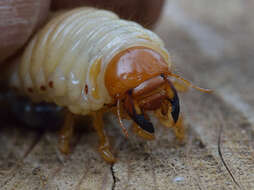 Image of Common cockchafer