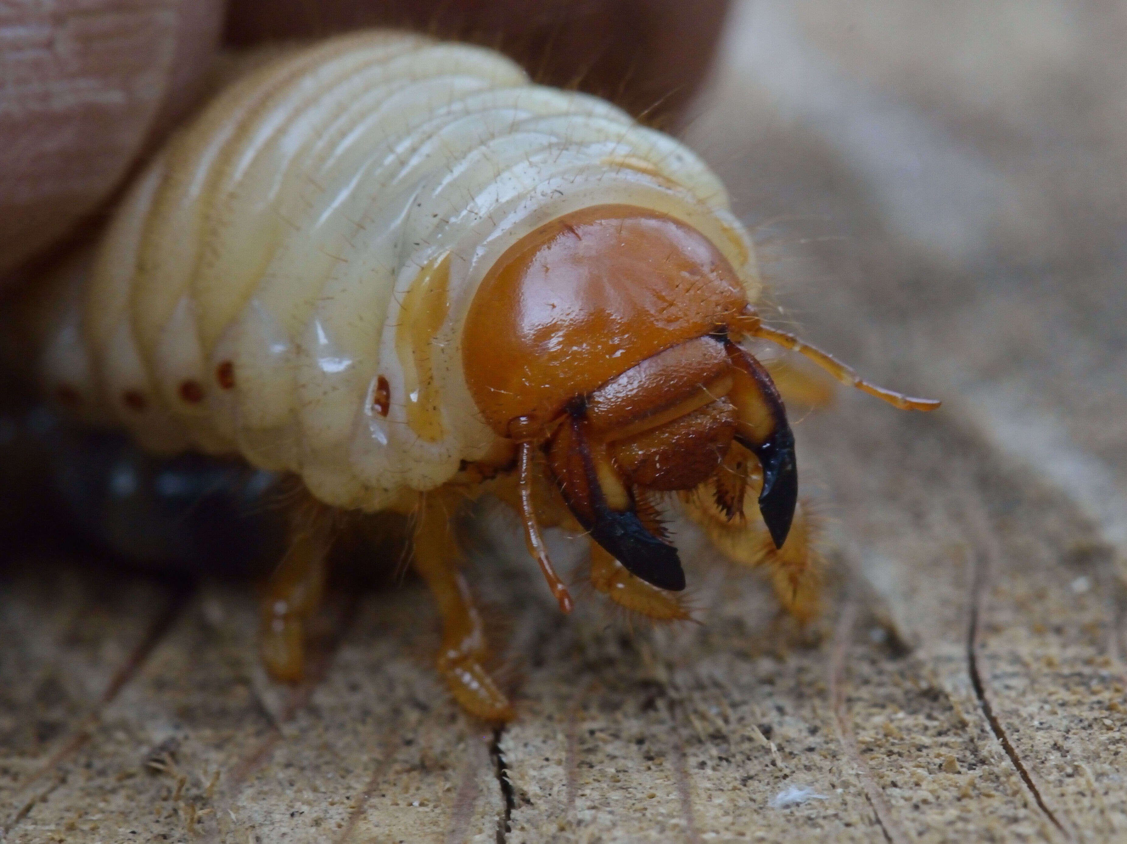 Image of Common cockchafer