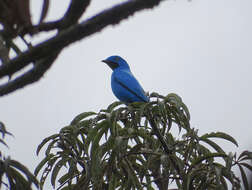 Слика од Cotinga maynana (Linnaeus 1766)